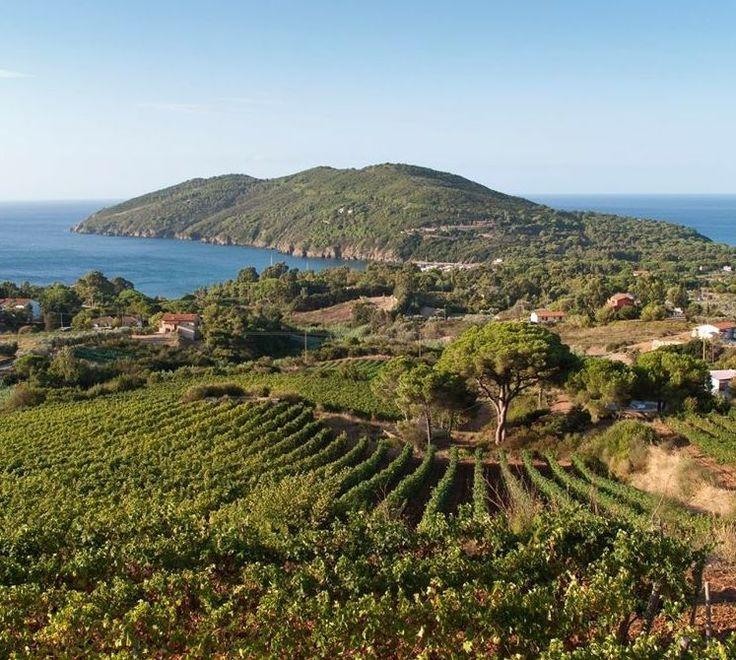 I viticoltori rilanciano l’appello «Compriamo prima i vini elbani» 