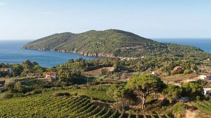 I viticoltori rilanciano l’appello «Compriamo prima i vini elbani»