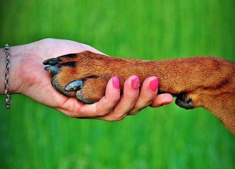 C’è il via libera alle adozioni di animali