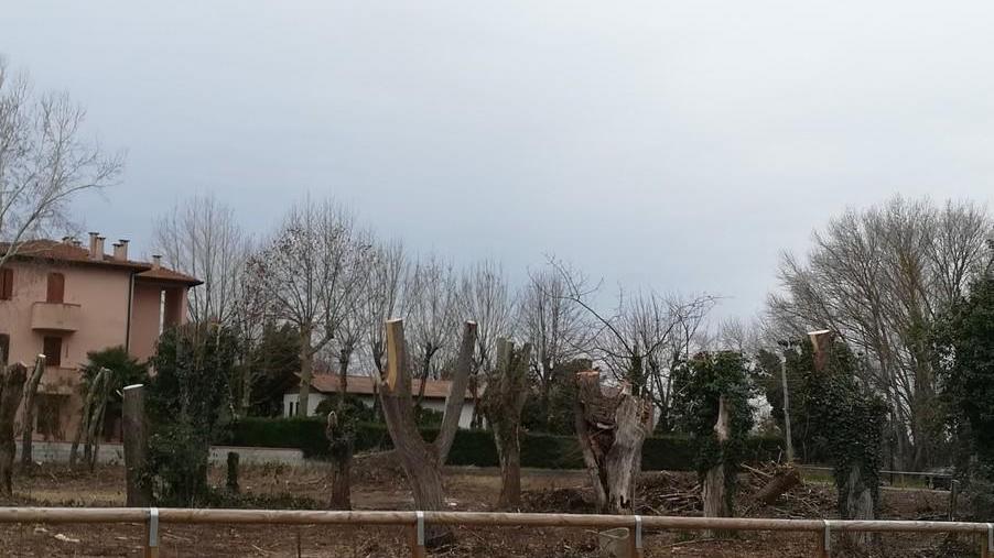 Abbattute 200 piante in area protetta Tre persone denunciate