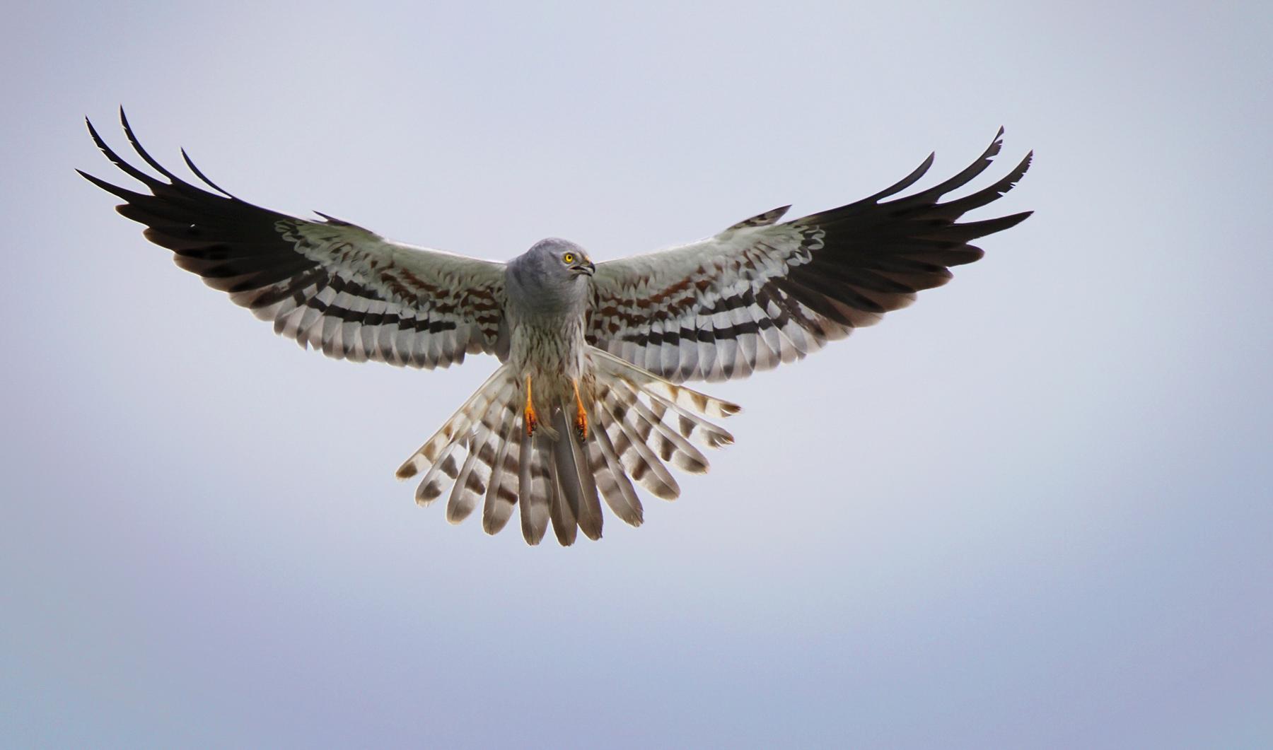 Uno splendido esemplare di maschio di albanella (Foto di Marco De Silvi)