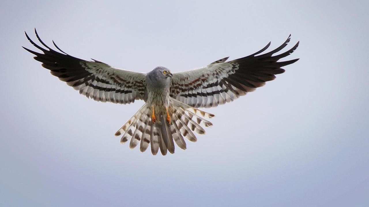 Uno splendido esemplare di maschio di albanella (Foto di Marco De Silvi)