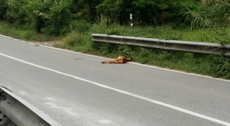 Capriolo salta in strada Investito e ucciso 