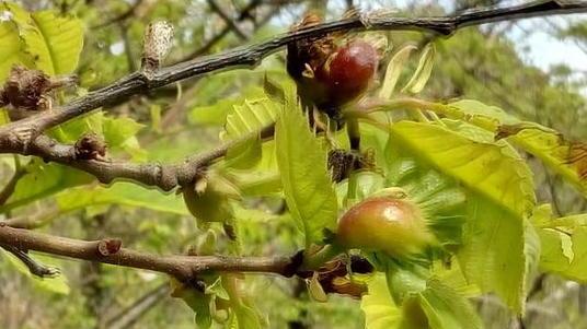 «Più dei lanci di antagonisti serve la cura dei castagneti»