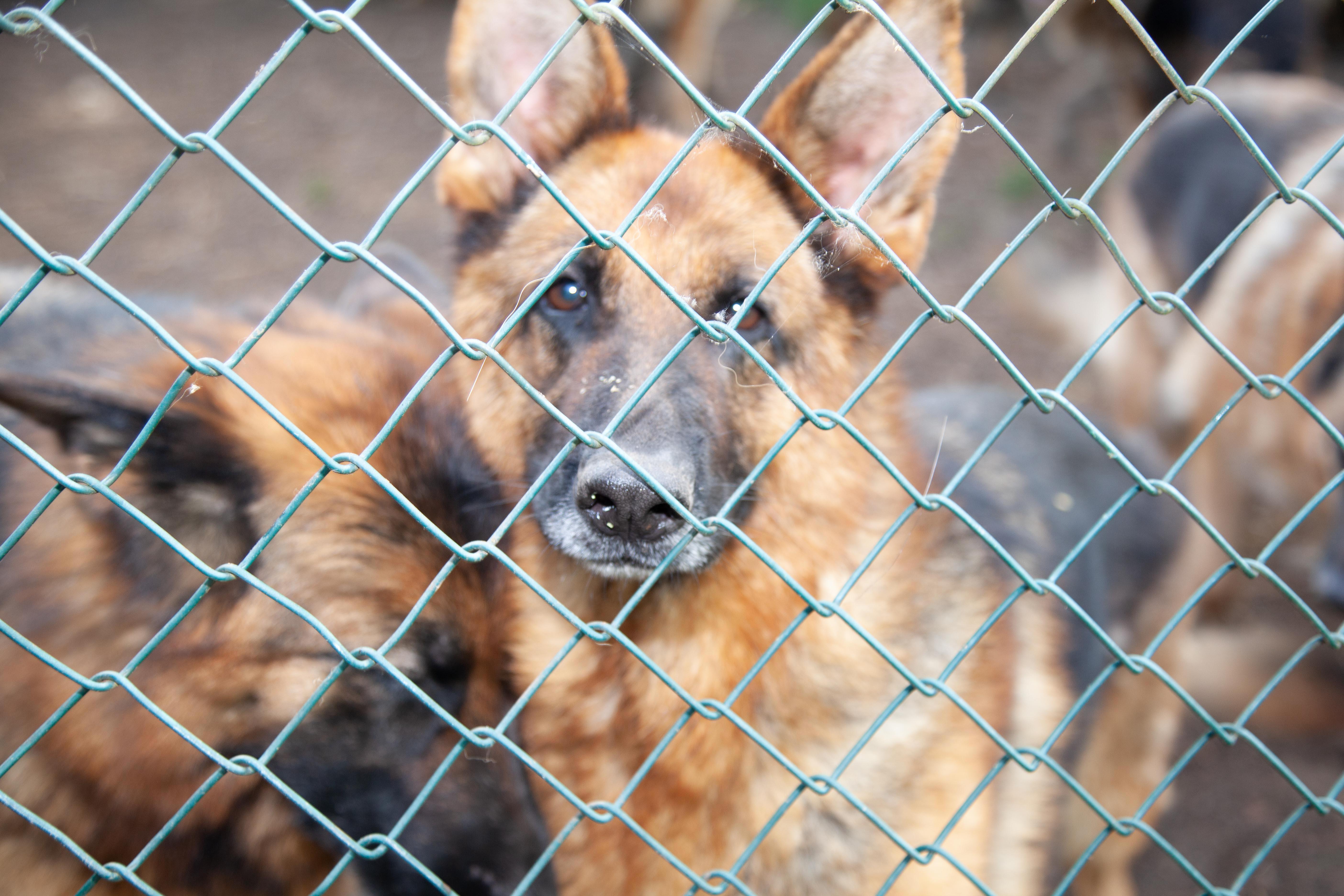 Un primo piano di due ospiti della struttura di Filettole ritenuta dai carabinieri forestali non idonea a custodire i cani
