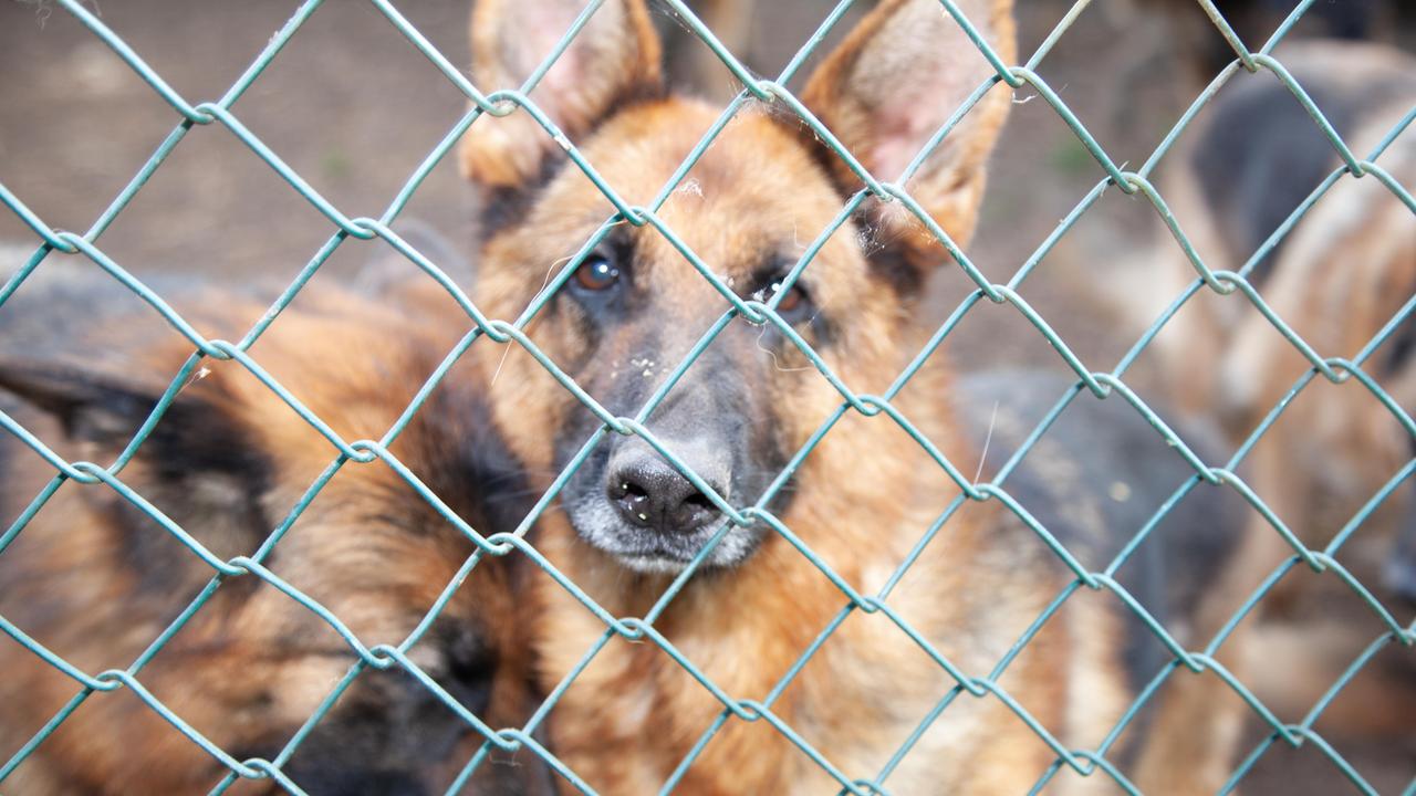 Un primo piano di due ospiti della struttura di Filettole ritenuta dai carabinieri forestali non idonea a custodire i cani