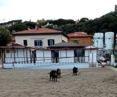 La Polizia provinciale cattura esemplari di cinghiali “vaganti” per le strade del paese