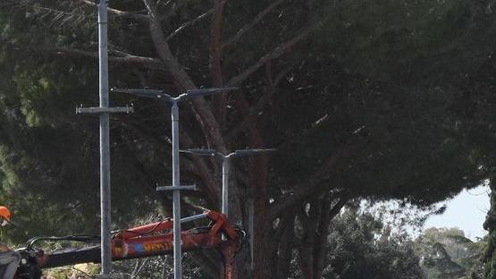 Fondi dalla Regione per piantare alberi