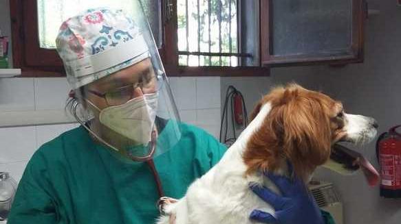 Cane troppo aggressivo Rieducato dai veterinari