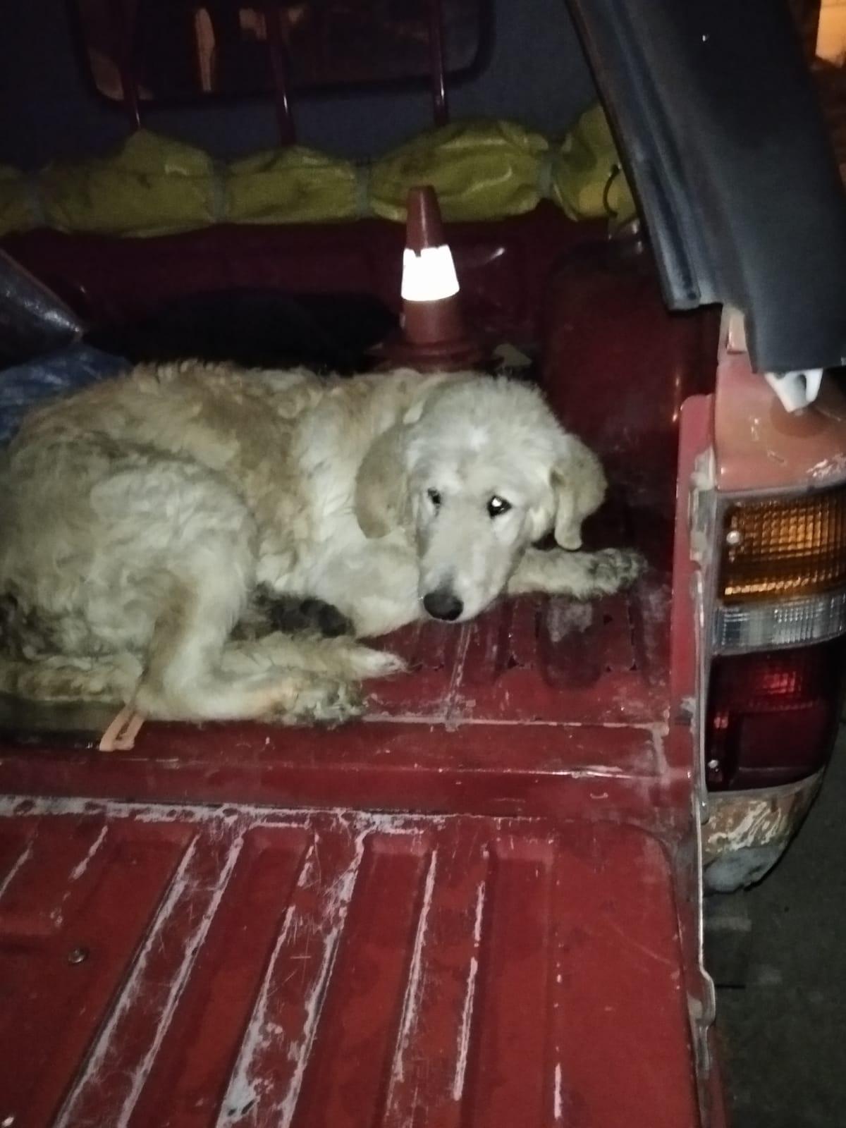 Sassari, la polizia locale salva due randagi