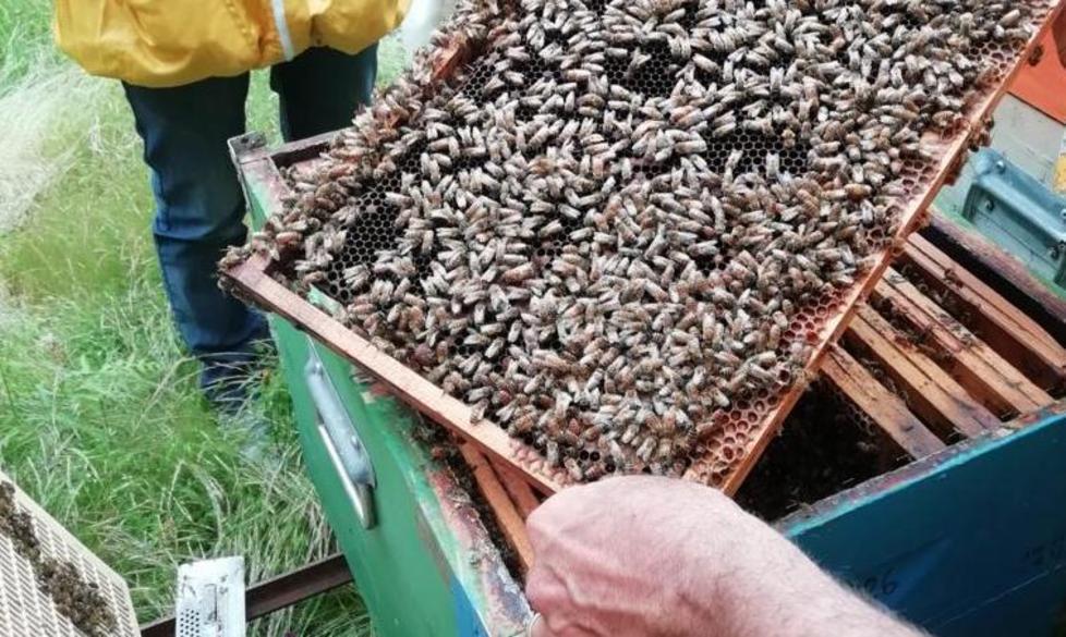 Lunigiana, le api non soffrono l’emergenza Covid-19 «Il miele è in ripresa» 