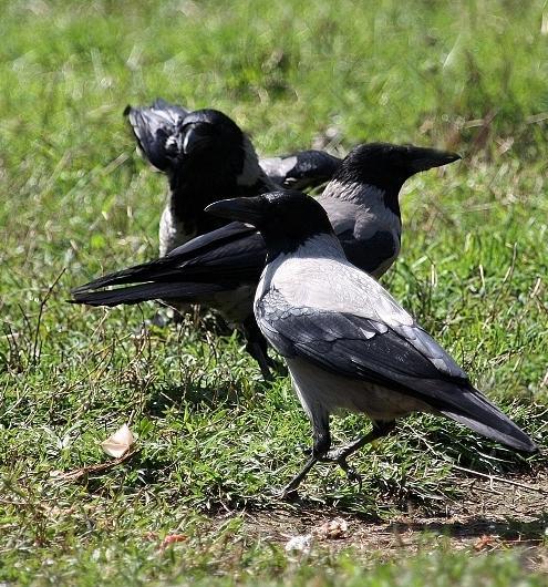 Colture assalite dalle cornacchie chiesto il piano di abbattimento
