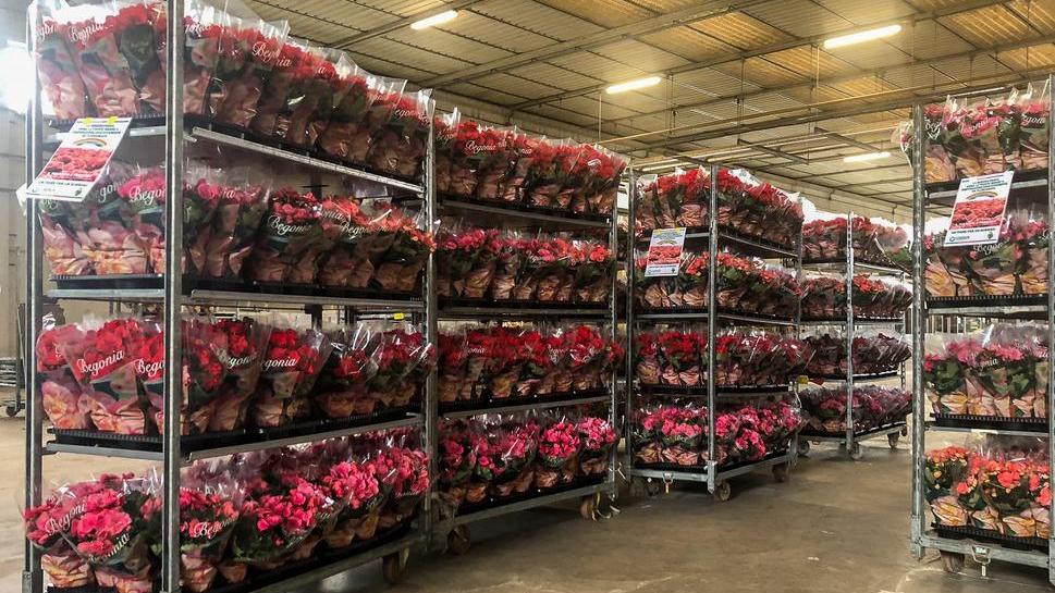 Floramiata salva piante e fiori e dà in beneficenza 4.000 euro