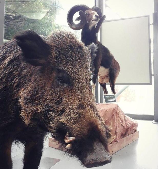 Con il ritorno di “Alieni” il museo di Storia Naturale apre e oggi e si entra gratis