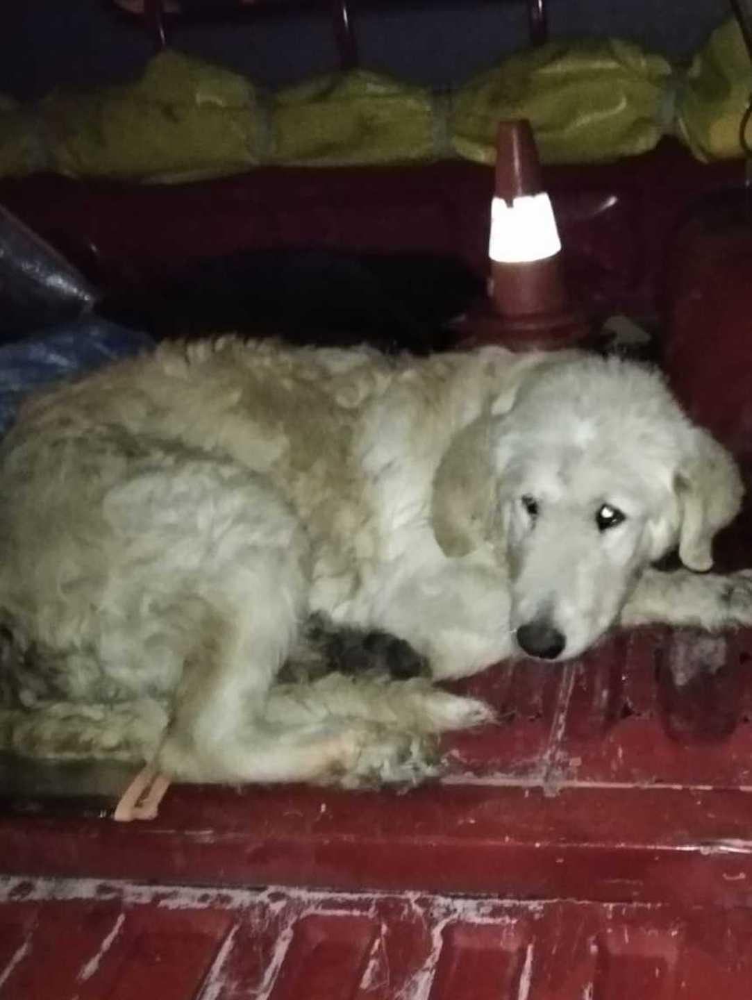 La polizia locale salva due cani randagi 