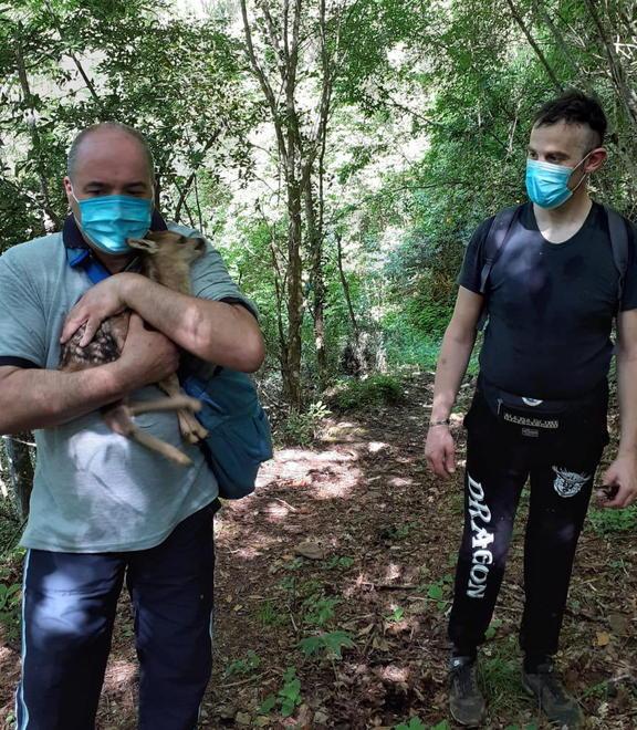 Lunigiana, salvano un cerbiatto finito sotto un tronco nel bosco vicino a Fivizzano