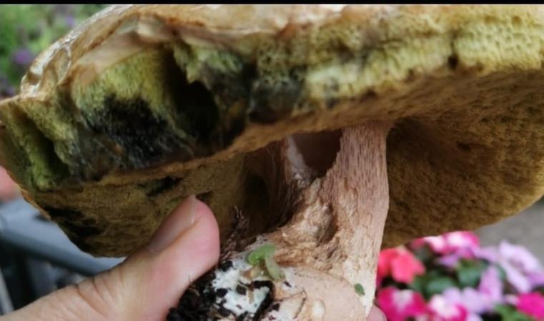 Schietti e succulenti: ecco i primi porcini d’Amiata scovati da esperti e... ciclisti 