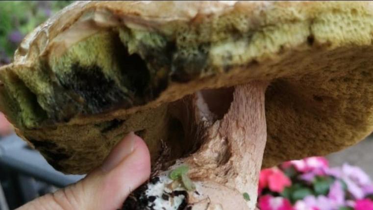Schietti e succulenti: ecco i primi porcini d’Amiata scovati da esperti e... ciclisti