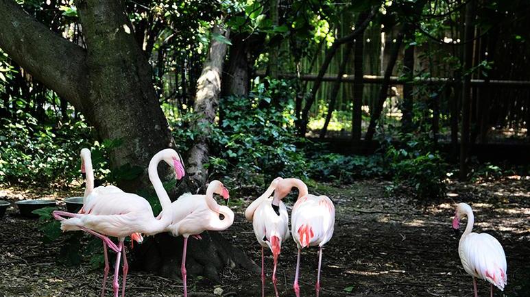 Riaperto il Gallorose di Cecina: tutti in buona salute i 1600 animali ospiti