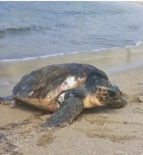 La tartaruga salvata dai sub a Porto Palmas ricoverata nel centro di recupero dell’isola