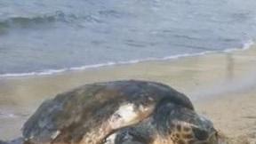 La tartaruga salvata dai sub a Porto Palmas ricoverata nel centro di recupero dell’isola