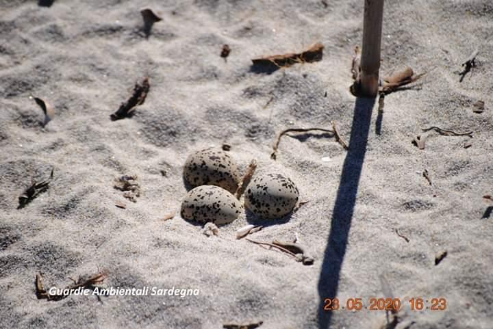 In spiaggia a Castiadas il nido con tre uova del rarissimo uccello fratino 