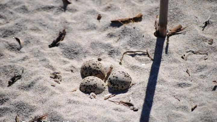 In spiaggia a Castiadas il nido con tre uova del rarissimo uccello fratino 