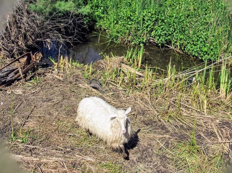 Ozieri, pecorella intrappolata in un terreno: chi la salverà? 