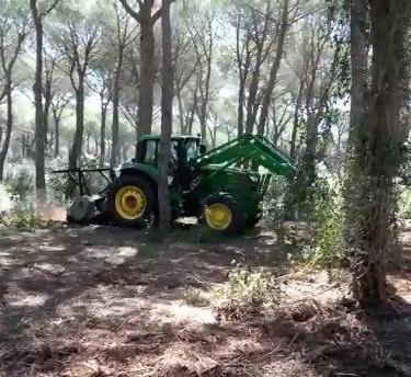 Lavori in pineta a Principina Appello degli ambientalisti 