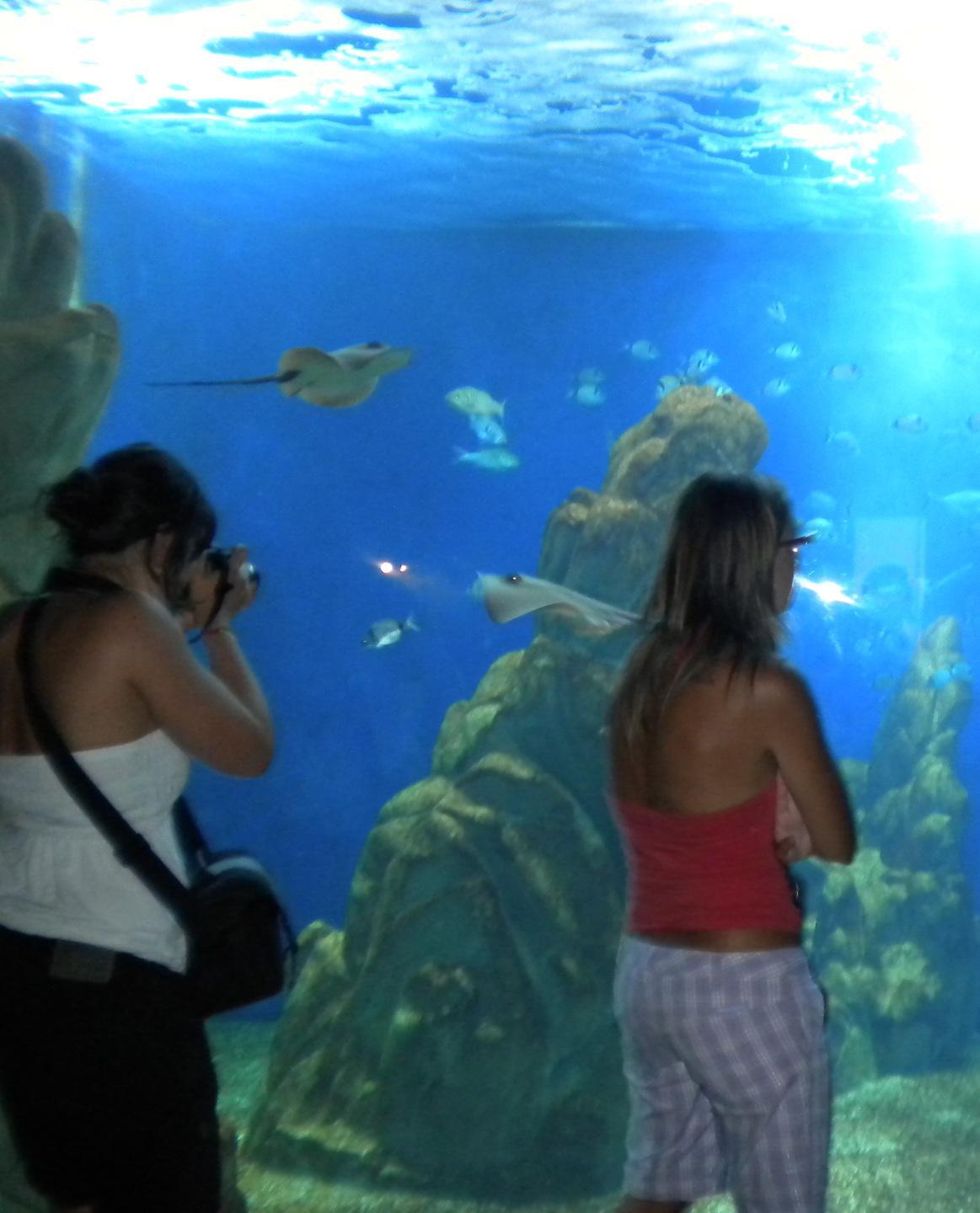 L’Acquario e S’Abba frisca si preparano a ripartire 