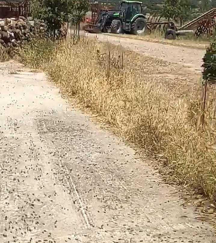 Invasione di cavallette «A Orotelli è stato d’emergenza» 