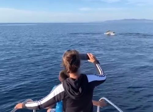 Il mare dell'Elba è uno spettacolo, nel week-end avvistate balenottere, delfini e una tartaruga marina - VIDEO