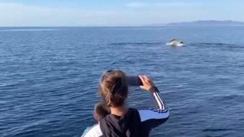 Il mare dell'Elba è uno spettacolo, nel week-end avvistate balenottere, delfini e una tartaruga marina - VIDEO