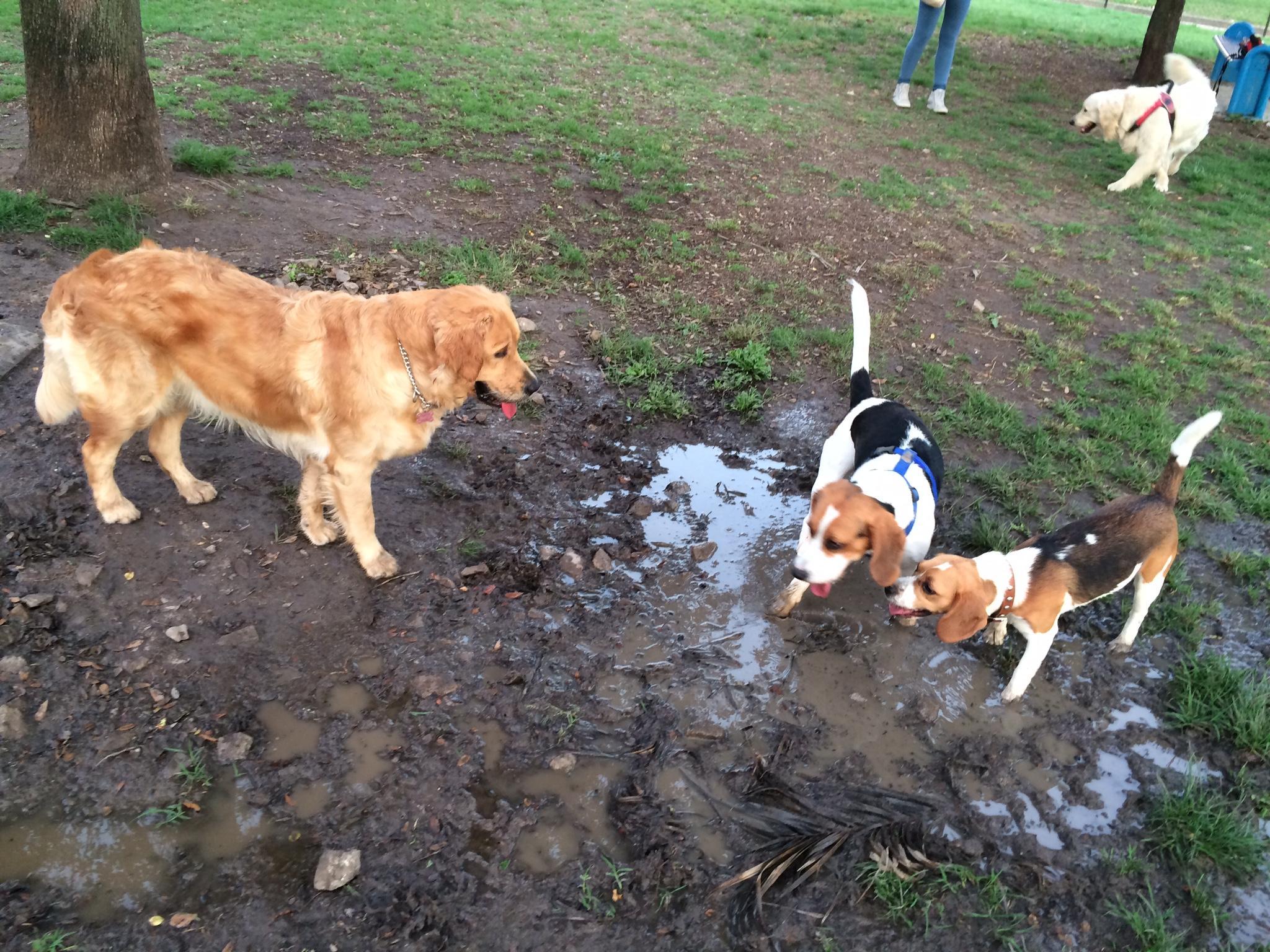 Olbia, al Fausto Noce riapre l'area per i cani. Resta chiuso il parco giochi