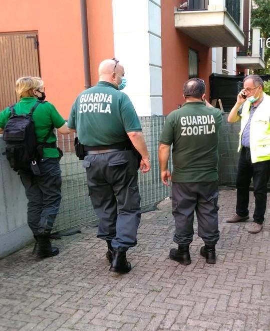 Due cani maltrattati Arriva il sequestro 