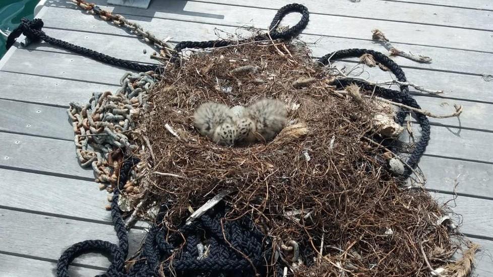 Sono nati due gabbiani reali sulla passerella del porto di Cecina