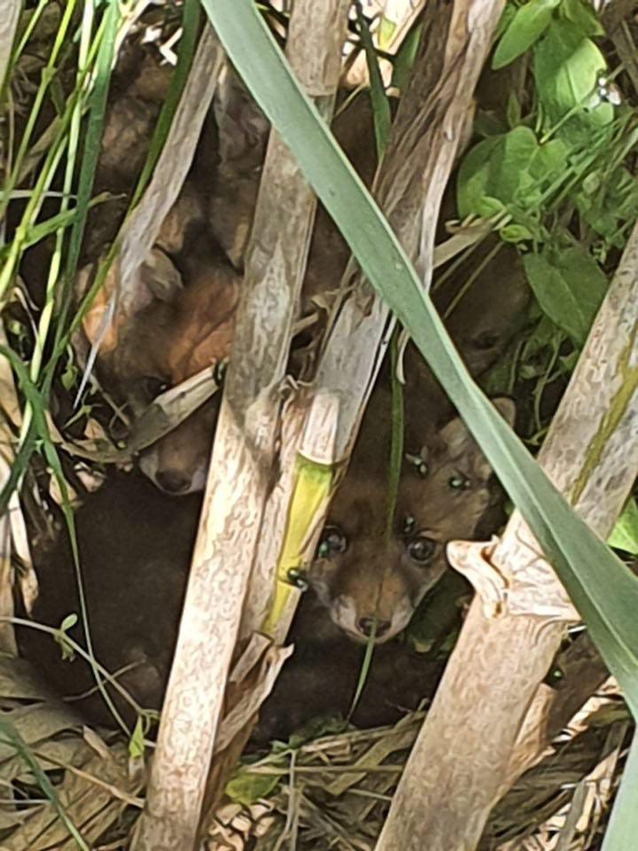 I tre cuccioli di volpe nel bosco di Montecalvi, nascosti dentro un canneto