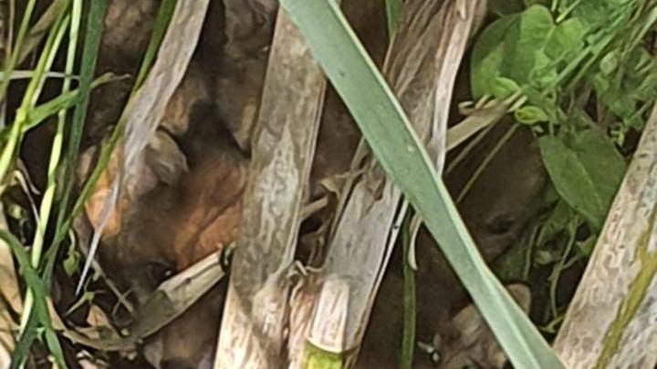 I tre cuccioli di volpe nel bosco di Montecalvi, nascosti dentro un canneto