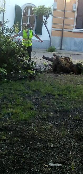 Tir in retromarcia abbatte un albero in via Savonarola