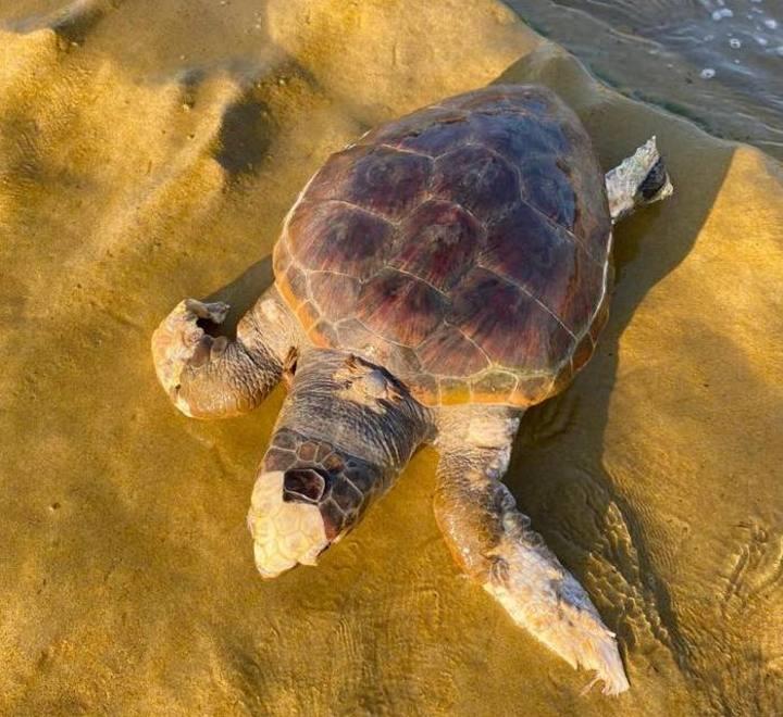 Tartaruga trovata spiaggiata