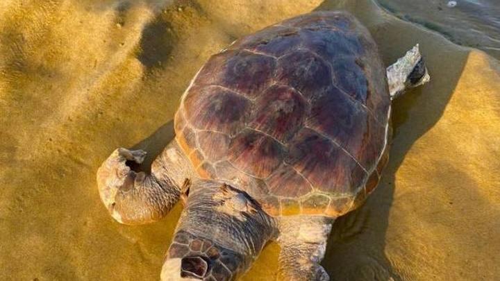 Tartaruga trovata spiaggiata