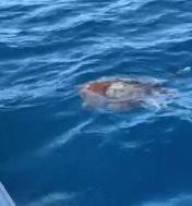 Il mare è un tesoro, avvistate balene, delfini e una tartaruga 