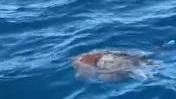 Il mare è un tesoro, avvistate balene, delfini e una tartaruga