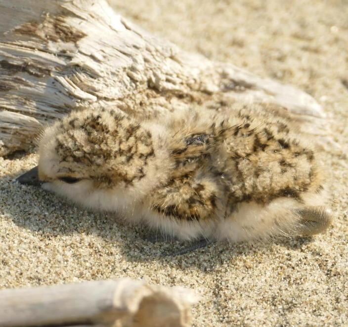 Tre piccoli fratini sono nati sulla spiaggia del Parco 