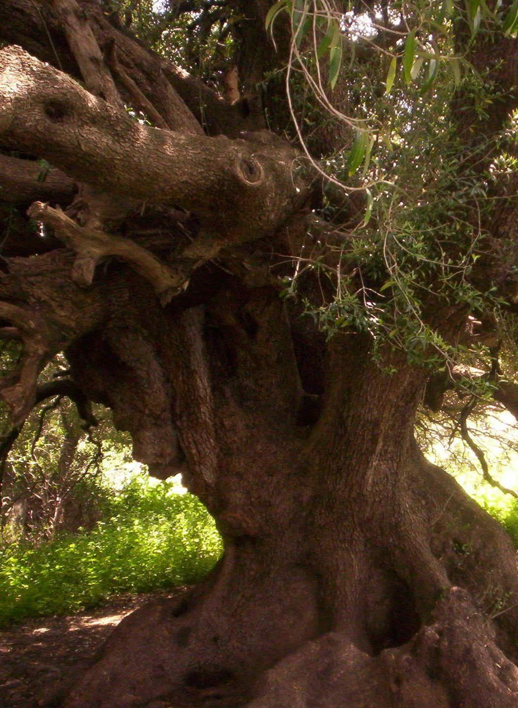 Olivastri millenari, un bando per la gestione