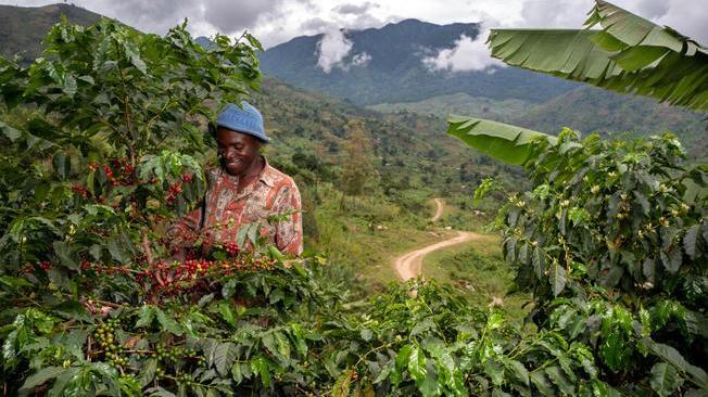 Reviving Origins di Nespresso in Uganda