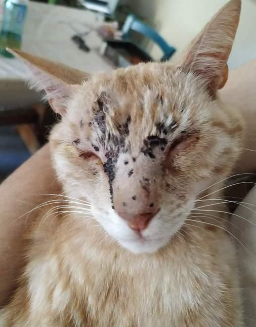 Gatto accecato dai pallini del fucile «Gli hanno sparato»