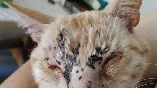 Gatto accecato dai pallini del fucile «Gli hanno sparato»