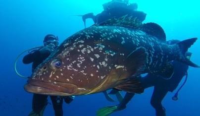 Il Cigno Verde nazionale in campo per l’Amp, obiettivo 10mila firme 