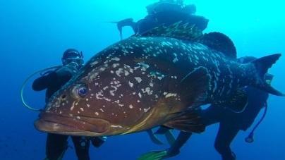 Il Cigno Verde nazionale in campo per l’Amp, obiettivo 10mila firme
